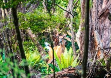Stewart-Island-Neusselands